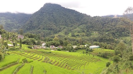 Fototapeta na wymiar View of village landscape with scenic rice fields on hill terrace in Sikkim, organic farming