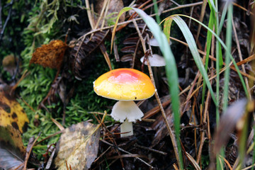 mushroom in forest