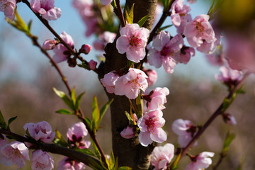 Obraz premium Peach tree flowers on sky background