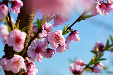 Beautiful blooming peach trees in spring garden