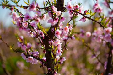 Peach flowers on tree branches
