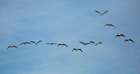 Flock of cranes flying in sky