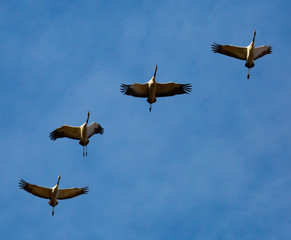 Flock of cranes flying