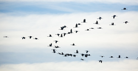 Obraz premium Flock of cranes flying in sky