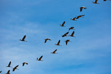 Cranes flying in blue sky