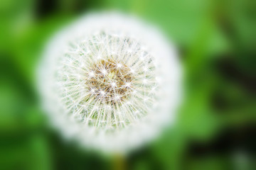A highly focused dandelion with a close up. Macro. Clear focusing on the subject.