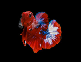 Wild betta fish, Siamese fighting fish, Pla-kad (Biting fish) isolated on black background.