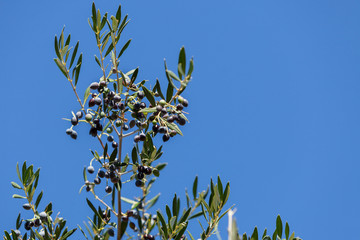 Black olives on olive tree. Season nature