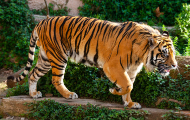 Fototapeta na wymiar Great tiger in the nature habitat