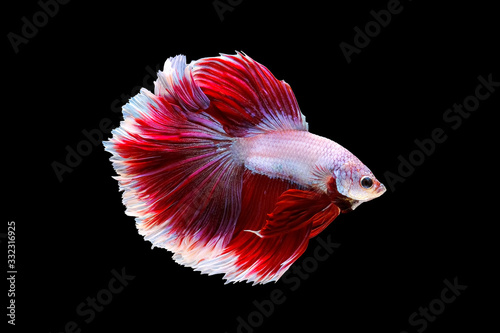 betta fish white