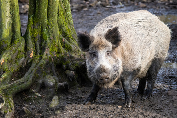 European wild boar in front of a tree in a forest
