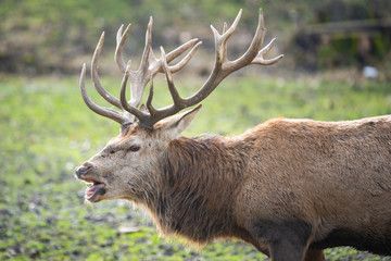 European red deer stag bellowing