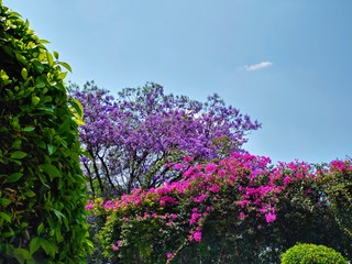 Jardín de ciudad con jacaranda y Bougainvillea