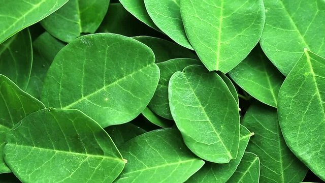 fresh green moringa leaves