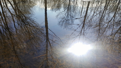 art photo of spring puddle in the park with reflection of the sun and trees