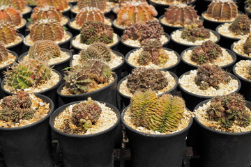 Cristata Gymnocalycium cactus hybrid in flower pot with many cactus blurred background.