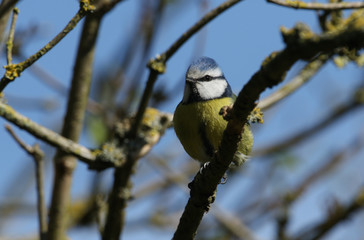 A beautiful Blue Tit, Cyanistes caeruleus, perched on a branch of a tree.