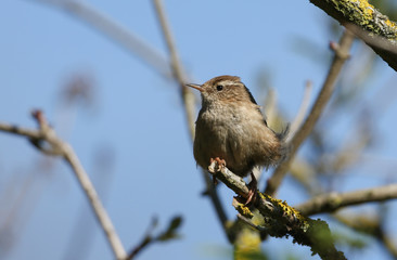 A beautiful Wren, Troglodytes, perching on a branch of a tree.