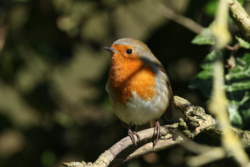 A pretty Robin, redbreast, Erithacus rubecula, perching on a branch of a tree.
