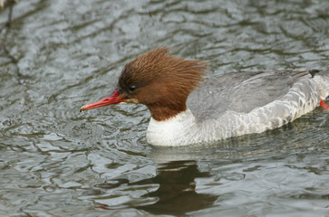 A pretty female Goosander, Mergus merganser, swimming on a river. It has been diving down under the...