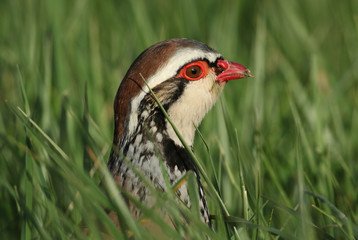 A head shot of a stunning Red-Legged Partridge, Alectoris rufa, standing in the long grass in a field.