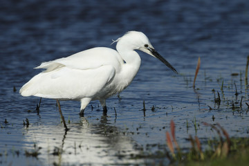 A beautiful Little Egret, Egretta garzetta, hunting for food at the edge of a lake.