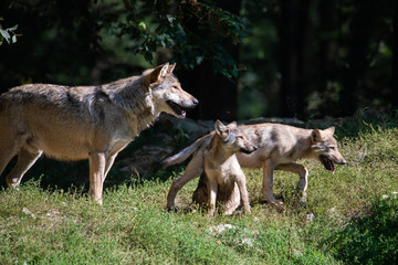 Canadian timberwolf puppy with its mother