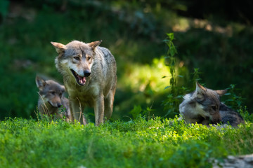 Naklejka premium Canadian timberwolf puppy with its mother