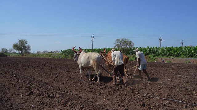 Indian / Asian Farmer plows the fields with bull 