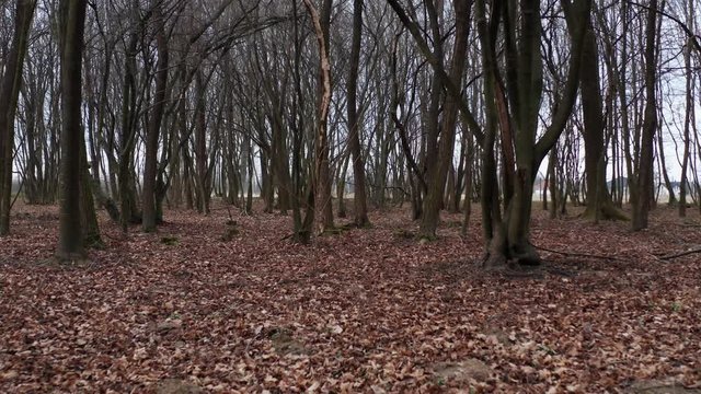 Walking Inside a Forest of Tall Trees at Autumn season with long shadows. Pov Gimbal Stabilized view of someone walking inside a forest.