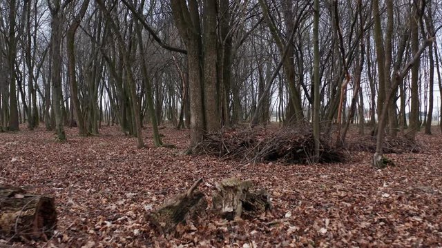 Drone flying inside forest at autumn season. Red leafs and big trees passing very close. Beautiful steady camera filmed in 4k.