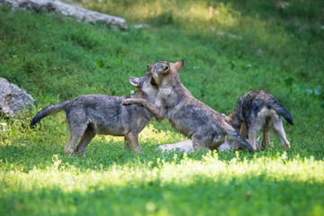 Fototapeta premium Canadian timberwolf puppies playing in high grass