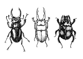 black beetle isolated on white background