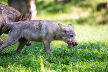 Canadian timberwolf puppy with meat in its mouth