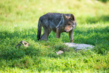 Obraz premium Young canadian timberwolf puppy stalking in grass