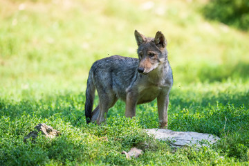 Young canadian timberwolf puppy stalking in grass