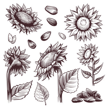 Sketch Sunflowers. Monochrome Floral Wildflower Design, Sunflower Seed And Leaves, Label Elements Graphic Vintage Hand Drawn Vector Set