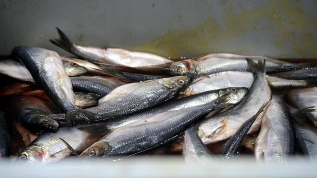 fish factory sorting packing frozen container omul