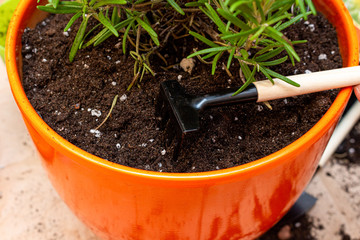 Planting rosemary sprout process in a pot at home