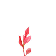 Beautiful red young leaves on white background, Soft peak of Photinia or red robin plant, Small trees.
