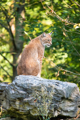 European lynx sitting on a rock