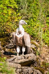 Eurasian griffon sitting on a rock
