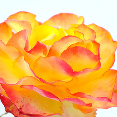 Fototapeta na wymiar Yellow rose isolated on white background. Deep focus.
