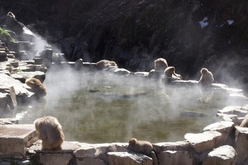 Snow Monkey in hot springs 