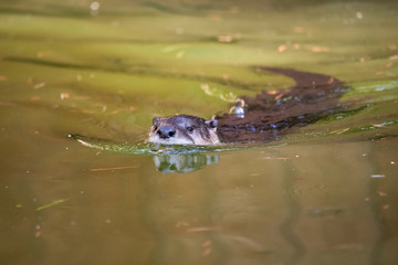 European fish otter swimming in a river