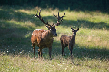 Naklejka na ściany i meble European red deer stag next to its fawn