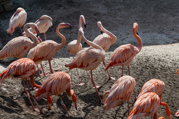 Fototapeta na wymiar Flamingos with bright colors live in flocks near the pond. The plumage is pink and orange. Keeping individuals with long necks and powerful curved beaks in the zoo