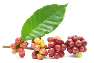 Coffee berries and leaves green on branch on white background.