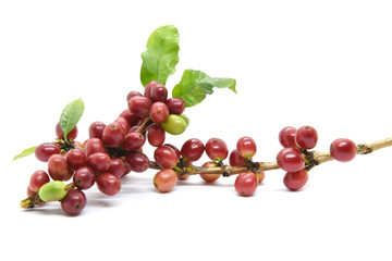 Coffee berries and leaves green on white background.