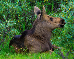 Baby Moose in Jasper, Canada